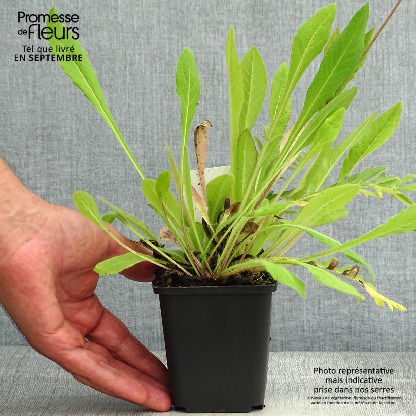 Spécimen de Knautia arvensis - Scabieuse des Champs Godet de 8/9 cm tel que livré en été