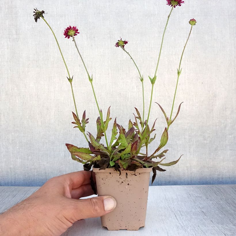 Spécimen de Knautia macedonica Mars Midget - Petite scabieuse Godet de 8/9 cm tel que livré en été