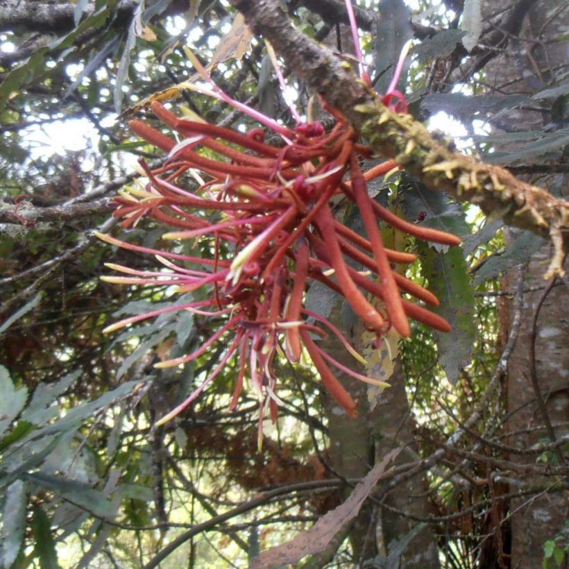 Knightia excelsa - Rewarewa  (Floraison)