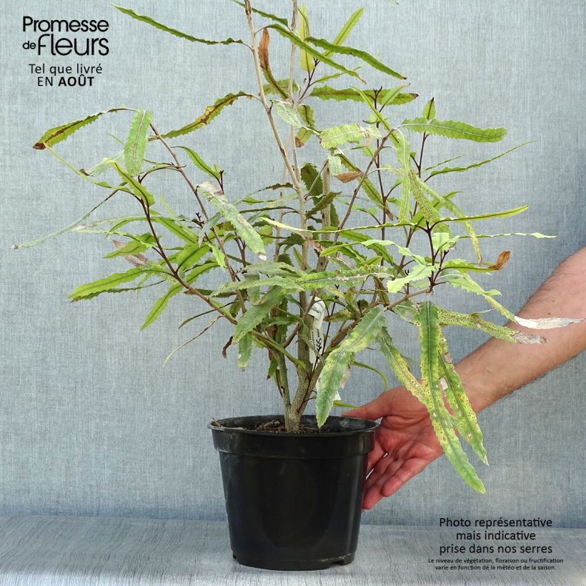 Spécimen de Knightia excelsa - Rewarewa  Pot de 3L/4L tel que livré en été