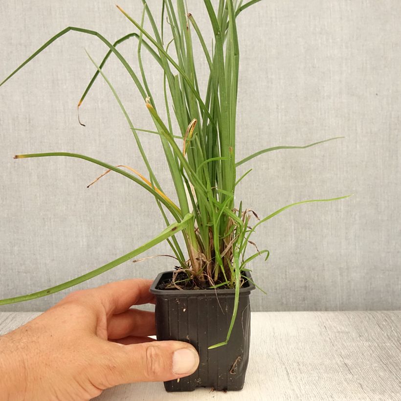 Spécimen de Kniphofia Bees Lemon - Tritoma Godet de 8/9 cm tel que livré en été