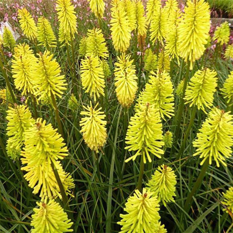 Kniphofia Dorset Sentry - Tritoma (Floraison)