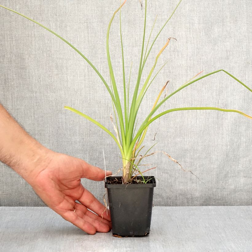Spécimen de Kniphofia Green Jade - Tritoma vert pomme et crème Godet de 8/9 cm tel que livré en été
