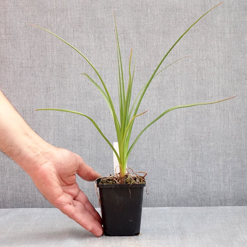 Spécimen de Kniphofia Green Jade - Tritoma vert pomme et crème Godet de 8/9 cm tel que livré au printemps