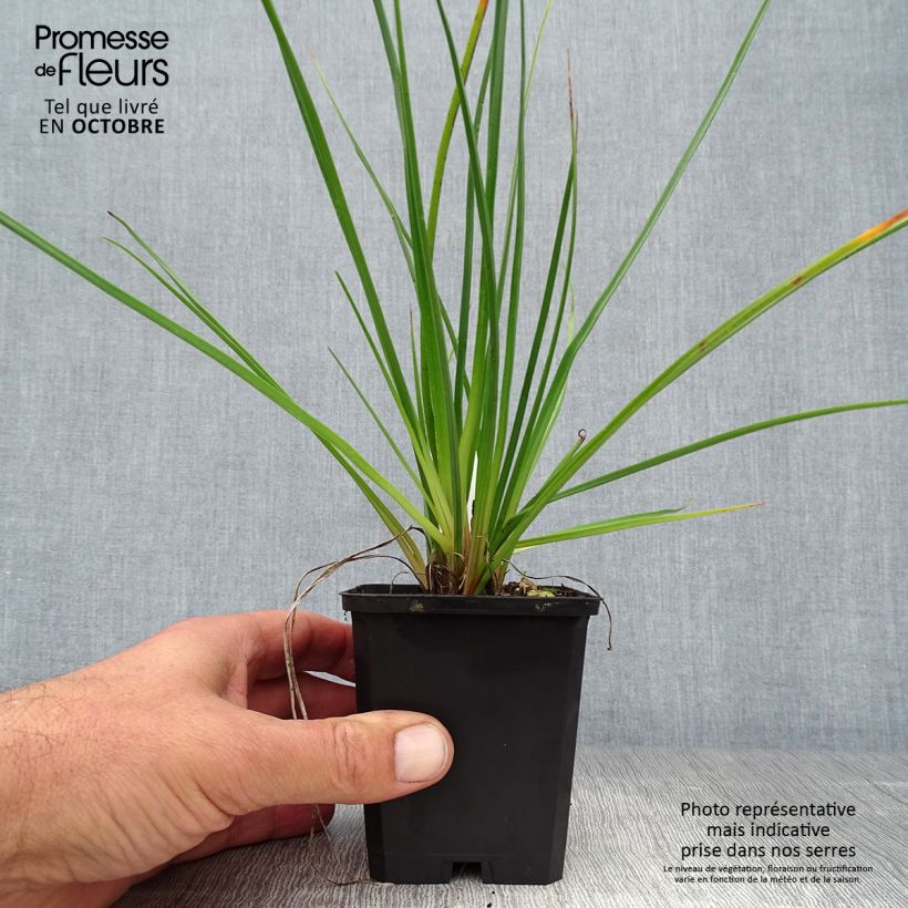 Spécimen de Kniphofia Redhot Popsicle - Tritoma Godet de 8/9 cm tel que livré en automne