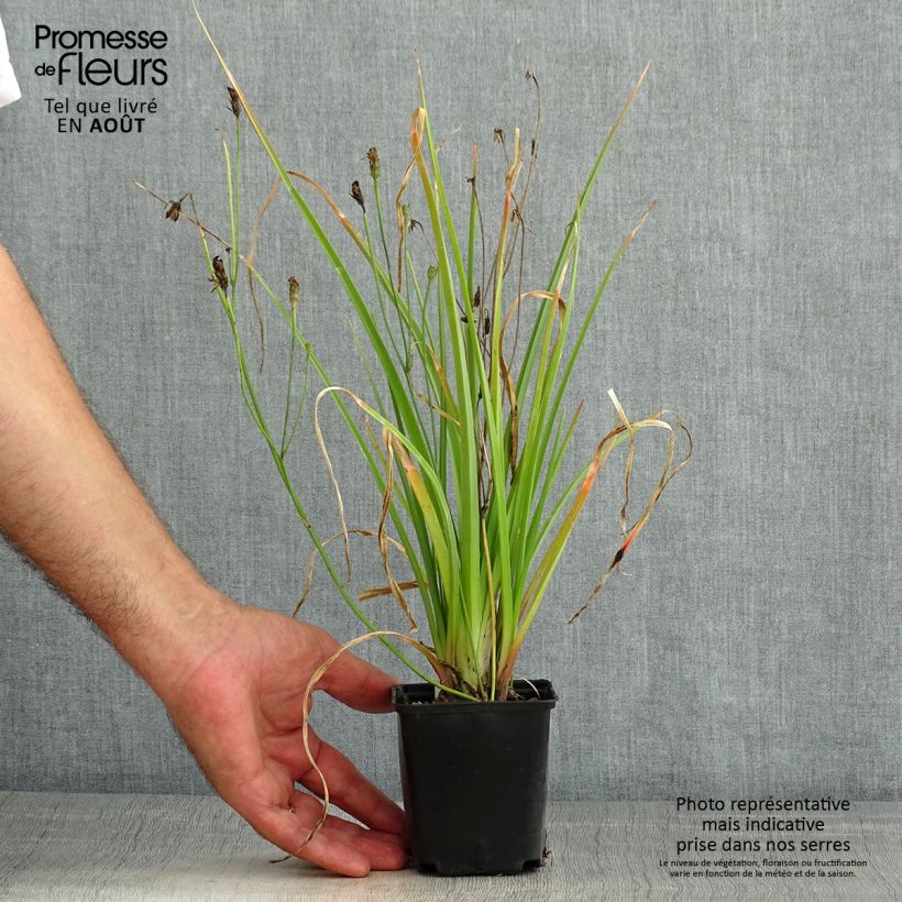 Spécimen de Kniphofia Traffic Lights - Tritoma Godet de 8/9 cm tel que livré en été