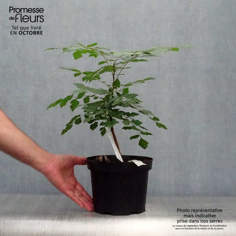 Spécimen de Koelreuteria paniculata - Savonnier de Chine Pot de 3L/4L tel que livré en automne