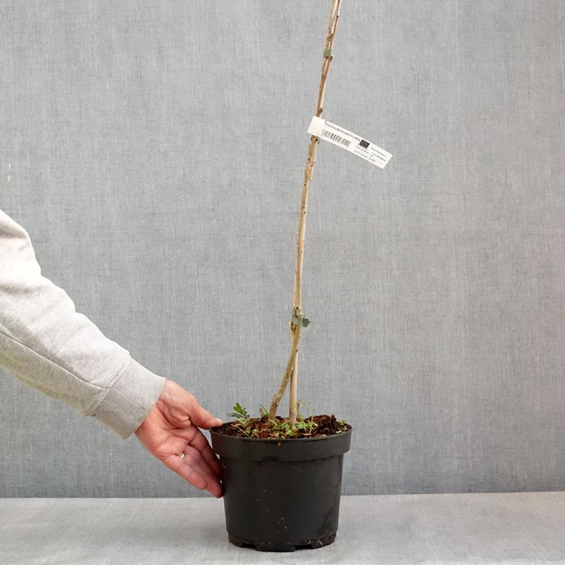 Spécimen de Koelreuteria paniculata - Savonnier de Chine en pot de 3L/4L tel que livré au printemps