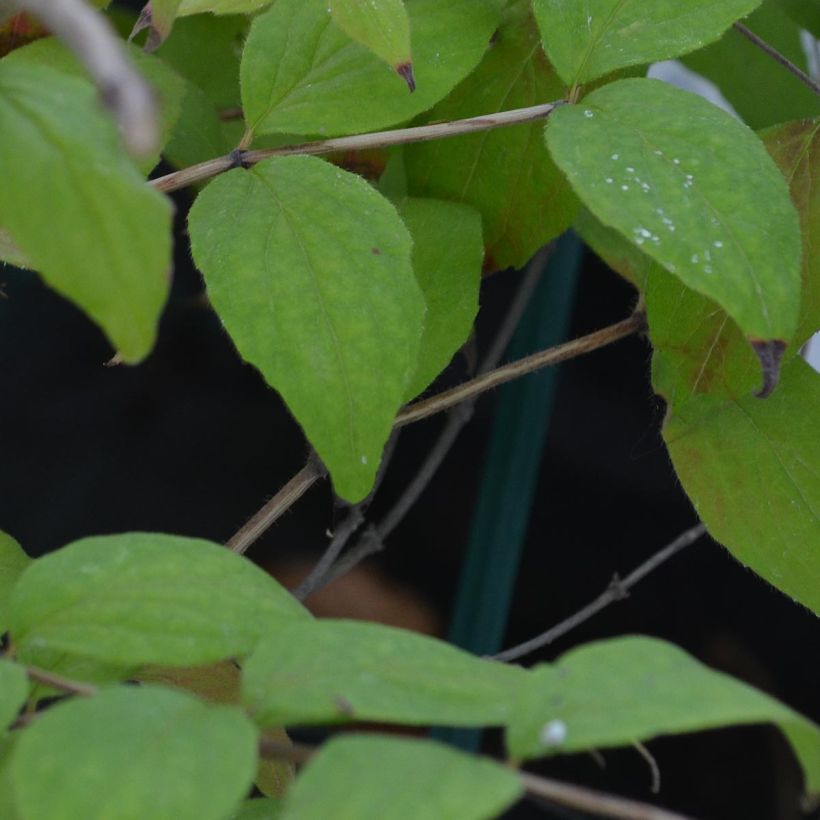 Kolkwitzia amabilis - Buisson de beauté (Feuillage)