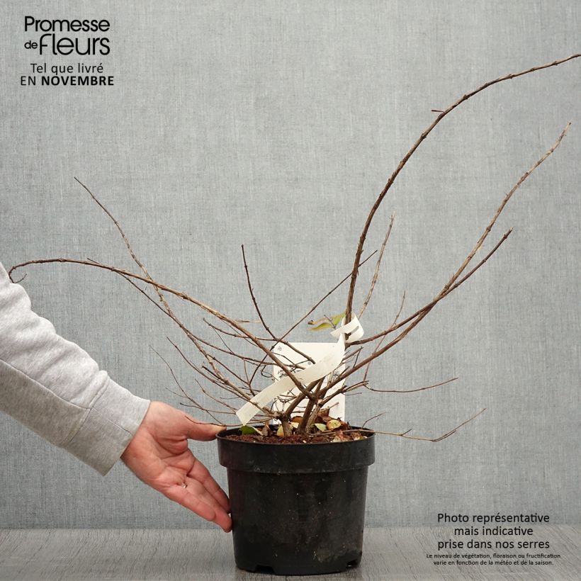 Spécimen de Kolkwitzia amabilis - Buisson de beauté Pot de 3L/4L tel que livré en automne