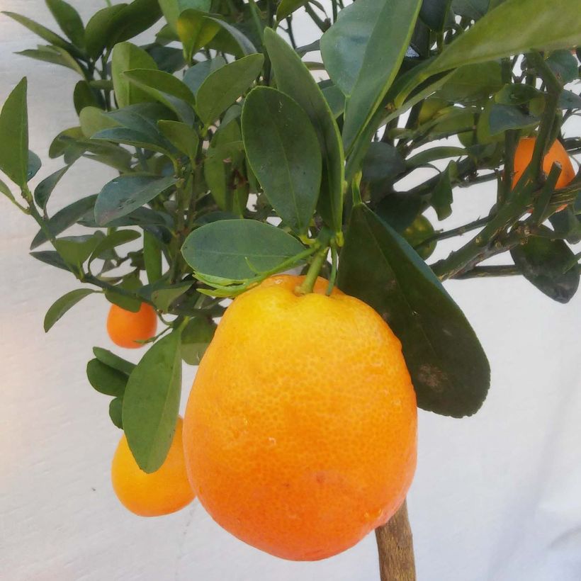 Kumquat Fukushu ou Jiangsu - Fortunella obovata (Récolte)
