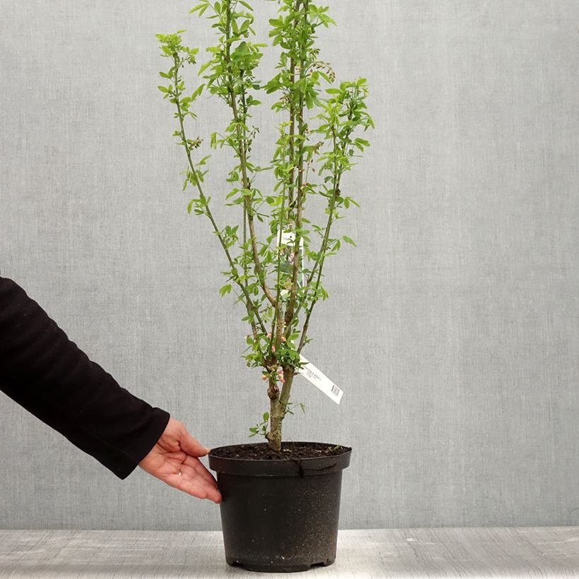 Spécimen de Laburnocytisus adamii - Cytise d'Adam Pot de 4L/5L tel que livré au printemps