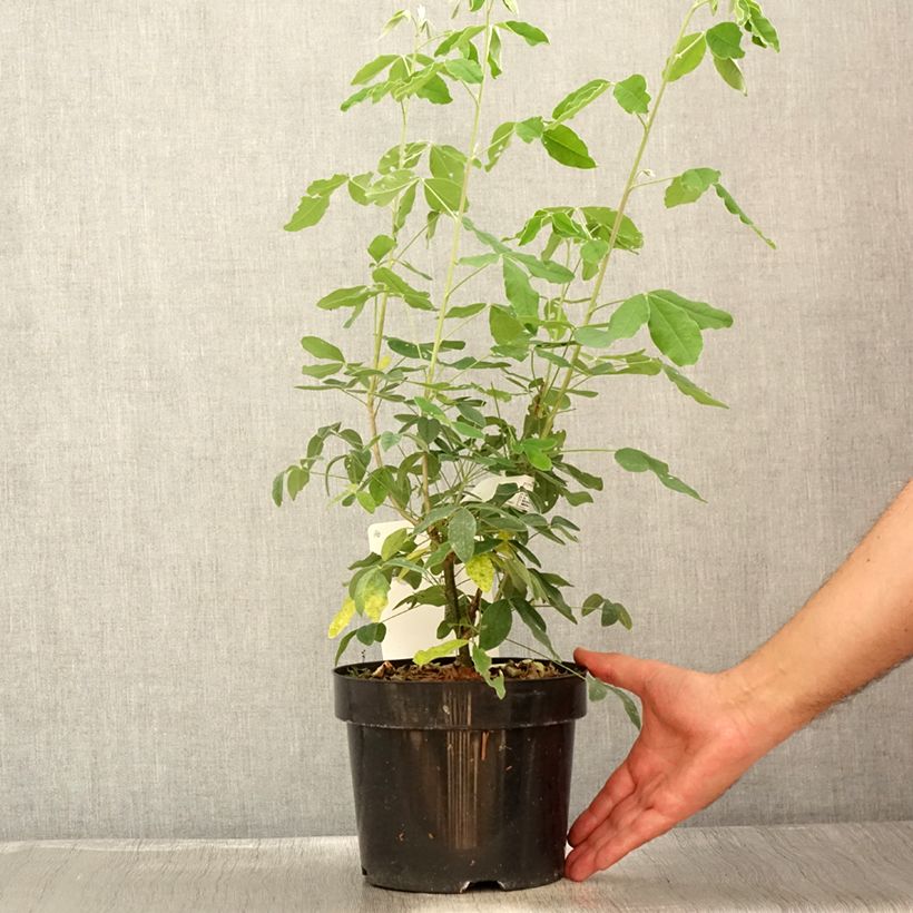 Spécimen de Laburnum anagyroides - Cytise à grappe Pot de 3L/4L tel que livré en été