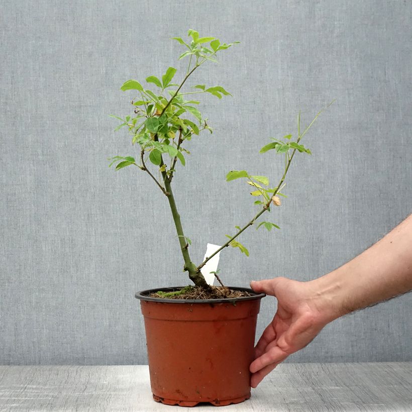 Spécimen de Laburnum watereri Vossii - Cytise pluie d'or Pot de 3L/4L tel que livré en été