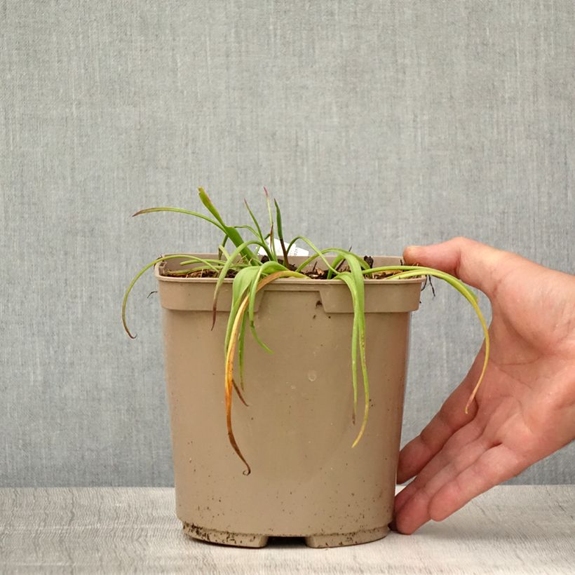 Spécimen de Lachenalia African Beauty Namakwa - Coucou du Cap Pot de 2L/3L tel que livré en été