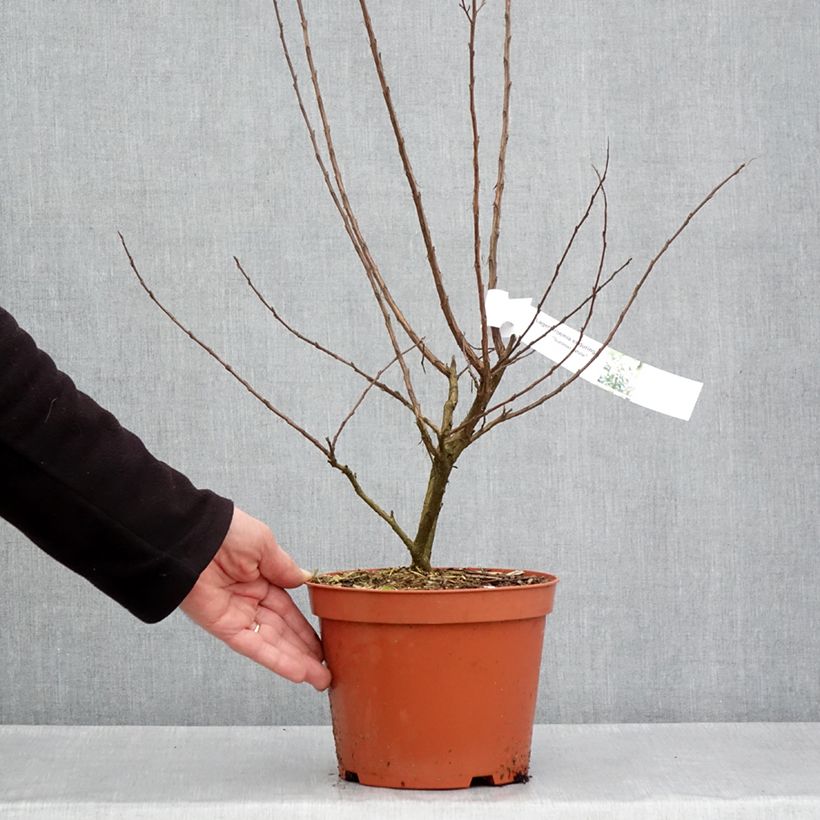 Spécimen de Lagerstroemia Enduring White - Lilas des Indes Pot de 3L/4L, TouffeHauteur livrée env. 60/80cm tel que livré au printemps