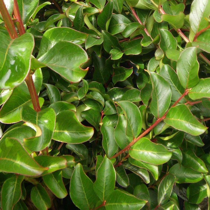 lagerstroemia indica Violet d'Eté indyvio - Lilas des Indes violine (Feuillage)