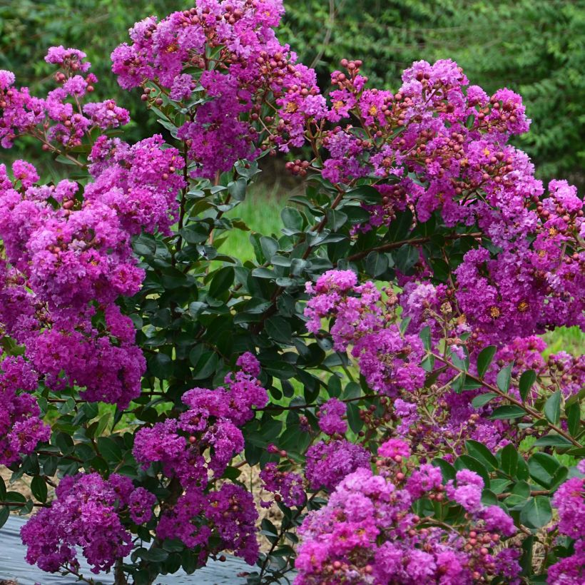 lagerstroemia indica Violet d'Eté indyvio - Lilas des Indes violine (Floraison)