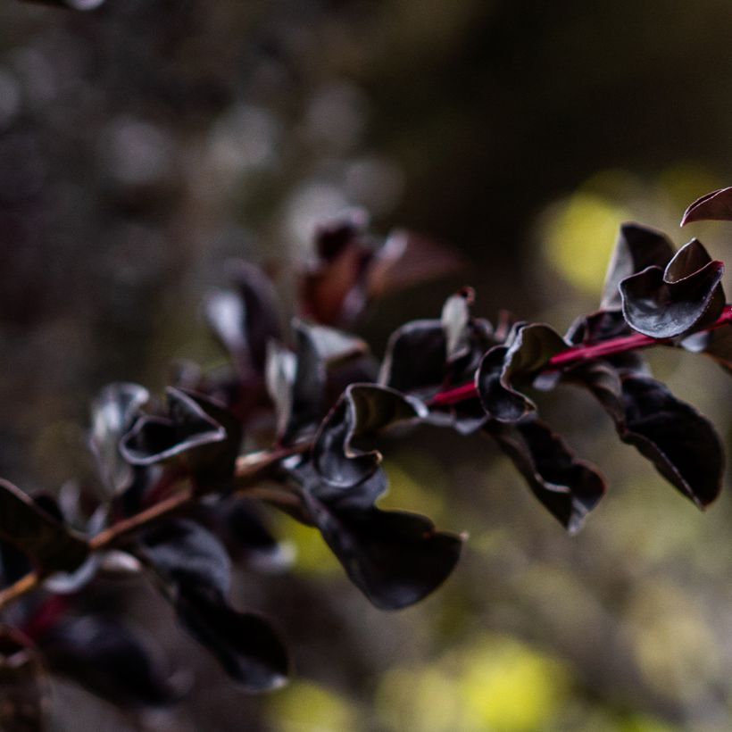 Lagerstroemia indica Black Diamond Lavender Lace - Lilas des Indes (Feuillage)