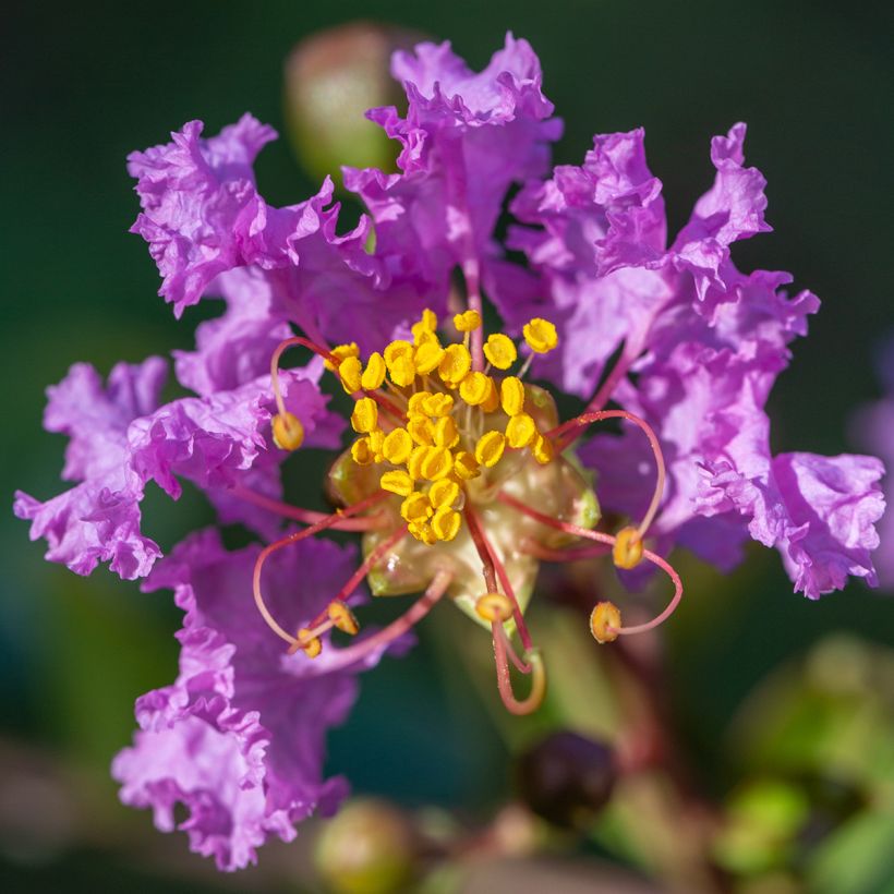 Lagerstroemia indica Black Diamond Lavender Lace - Lilas des Indes (Floraison)