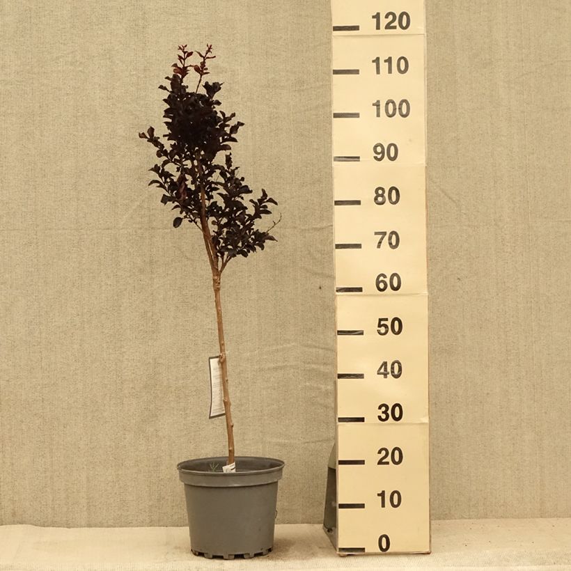 Spécimen de Lagerstroemia indica Black Diamond Lavender Lace - Lilas des Indes Pot de 7,5L/10L, Demi-Tige tel que livré en été