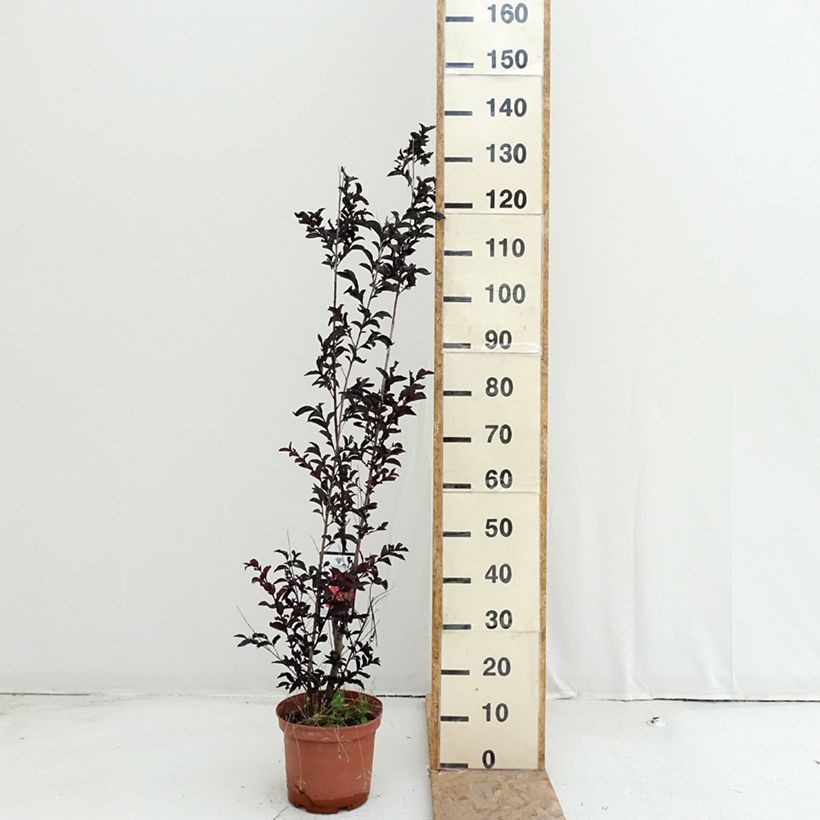 Spécimen de Lagerstroemia indica Black Solitaire (Black Diamond) Crimson Red - Lilas des Indes Pot de 3L/4L tel que livré en été