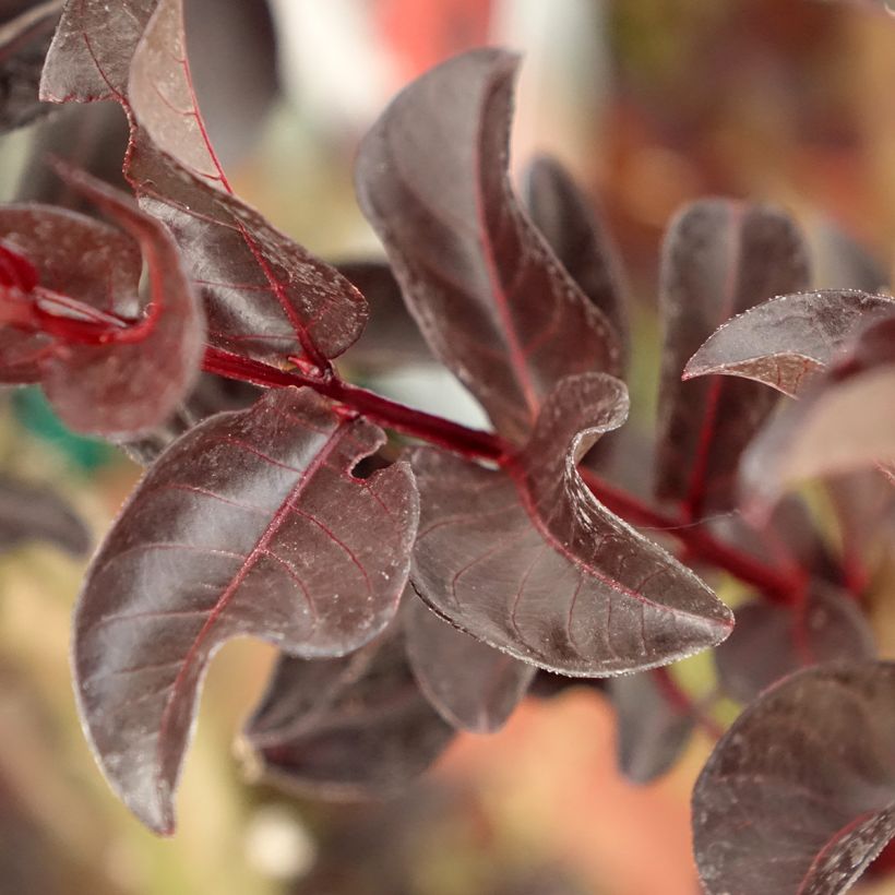 Lagerstroemia indica Black Solitaire (Black Diamond) Crimson Red - Lilas des Indes (Feuillage)