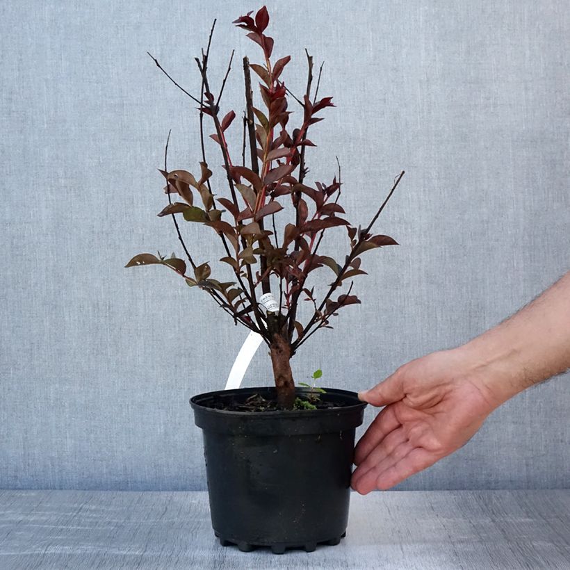 Spécimen de Lagerstroemia indica Black Solitaire (Black Diamond) Purely Purple - Lilas des Indes Pot de 3L/4L, Touffe tel que livré en été