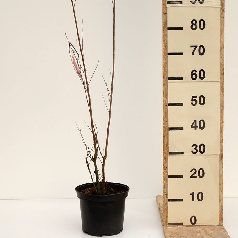 Spécimen de Lagerstroemia indica Black Solitaire (Black Diamond) Red Hot - Lilas des Indes Pot de 4L/5L tel que livré en hiver