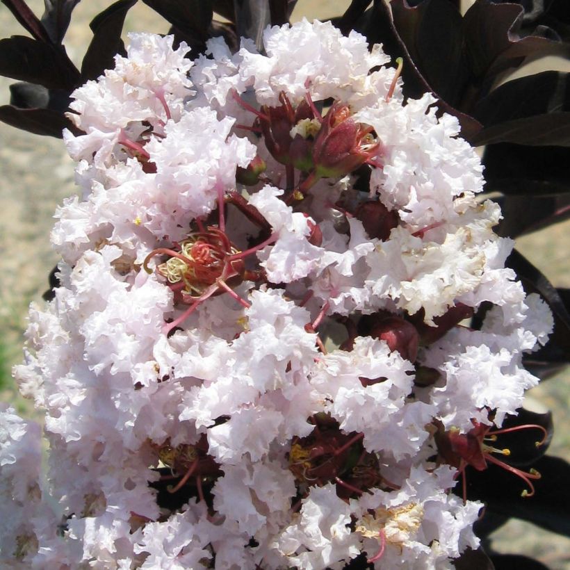 Lagerstroemia indica Black Solitaire® (Black Diamond) Blush - Lilas des Indes (Floraison)