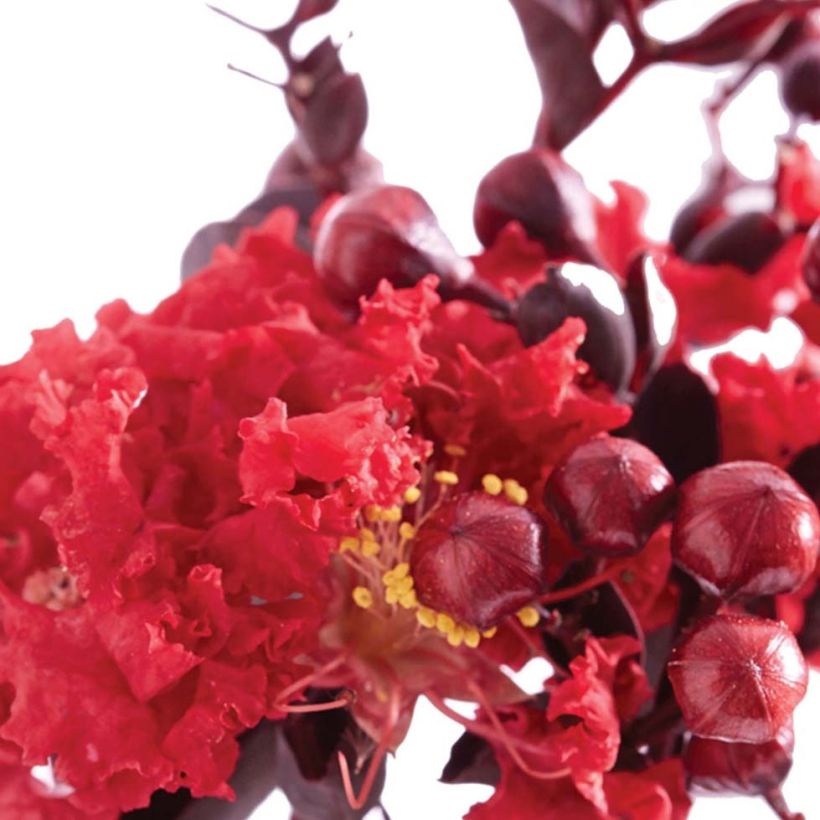 Lagerstroemia indica Black Solitaire (Black Diamond) Crimson Red - Lilas des Indes (Floraison)