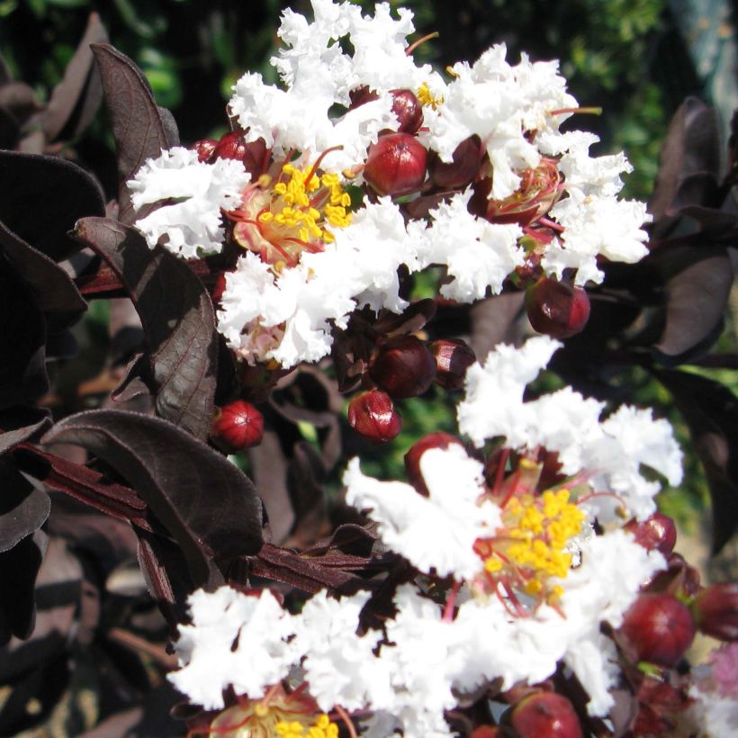 Lagerstroemia indica Black Solitaire (Black Diamond) Pure White - Lilas des Indes (Floraison)