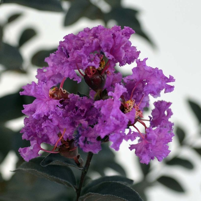 Lagerstroemia indica Black Solitaire (Black Diamond) Purely Purple - Lilas des Indes (Floraison)