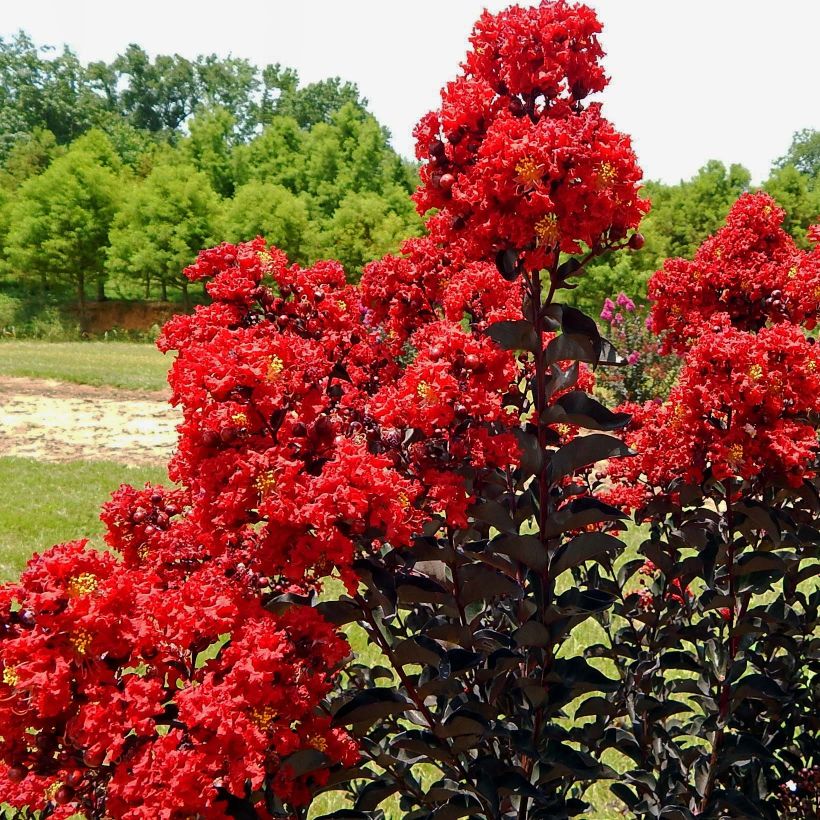 Lagerstroemia indica Black Solitaire (Black Diamond) Red Hot - Lilas des Indes (Floraison)