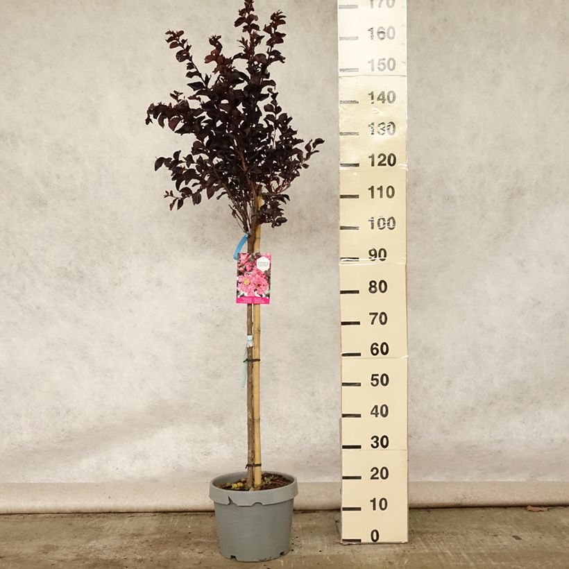 Spécimen de Lagerstroemia indica Black Solitaire (Black Diamond) Shell Pink - Lilas des Indes Pot de 7,5L/10L, Demi-tige tel que livré en été