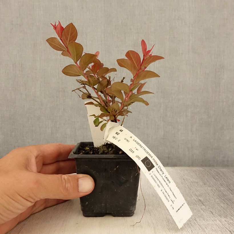 Spécimen de Lagerstroemia indica Cherry 'Lelaro' (Bouquet Rouge) - Lilas des Indes  Godet de 8/9 cm tel que livré en été