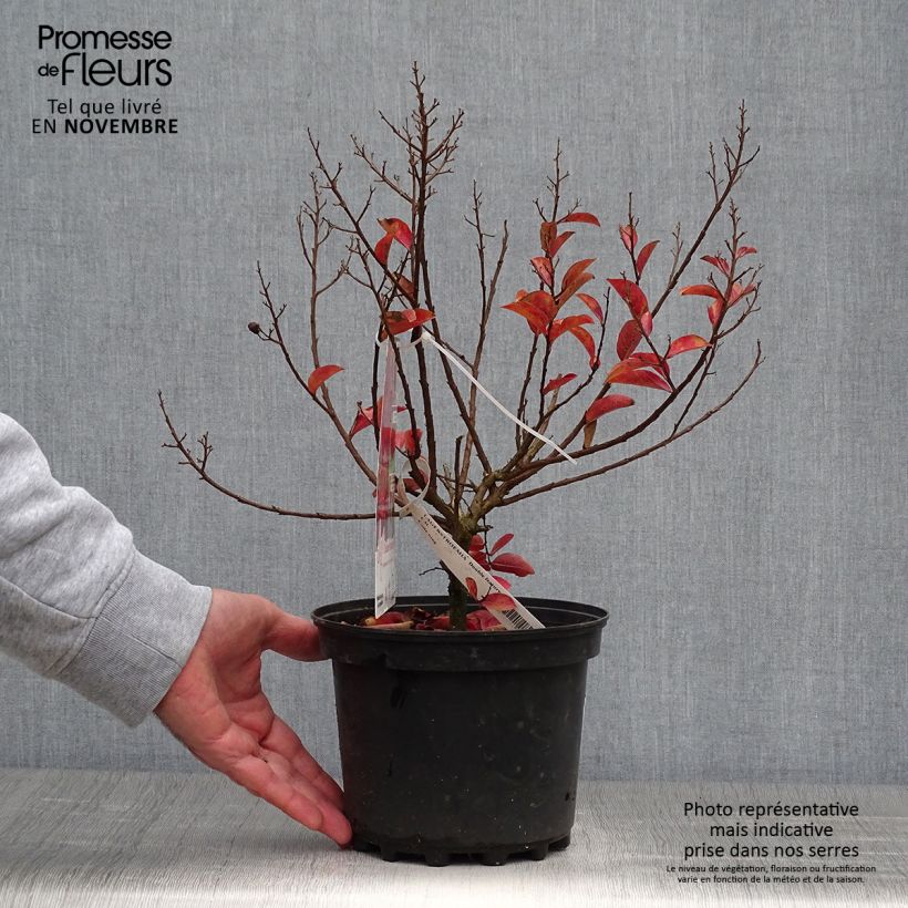 Spécimen de Lagerstroemia indica Double Feature - Lilas des Indes Pot de 2L/3L tel que livré en automne