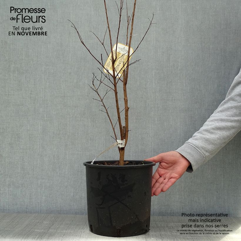 Spécimen de Lagerstroemia indica Dynamite  - Lilas des Indes Pot de 7,5L/10L tel que livré en automne