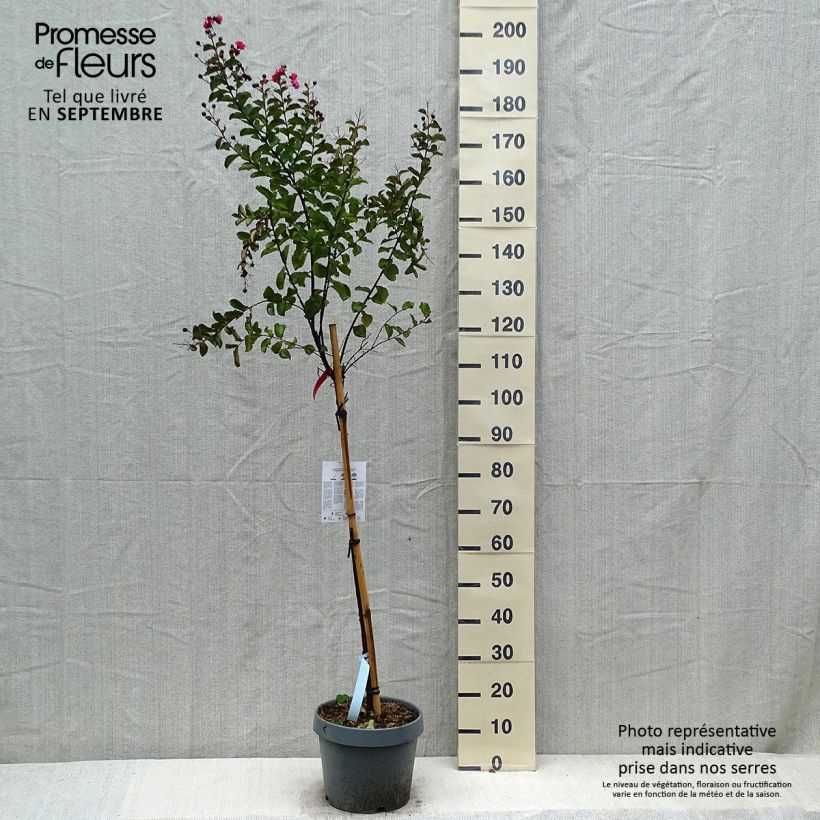 Spécimen de Lagerstroemia indica Dynamite  - Lilas des Indes Pot de 7,5L/10L, Tige tel que livré en automne