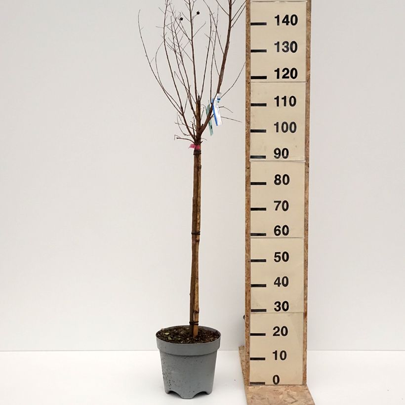 Spécimen de Lagerstroemia indica Dynamite  - Lilas des Indes Pot de 7,5L/10L, TigeHauteur livrée env. 100/120cm tel que livré en hiver