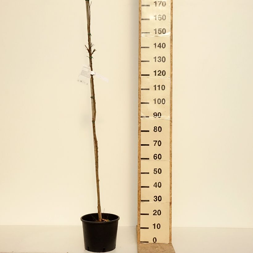 Spécimen de Lagerstroemia indica Dynamite  - Lilas des Indes Pot de 7,5L/10L, TigeHauteur livrée env. 100/120cm tel que livré au printemps