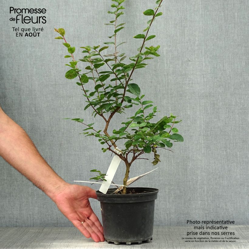 Spécimen de Lagerstroemia indica Jacqueline Desmartis - Lilas des Indes Pot de 3L/4L tel que livré en été