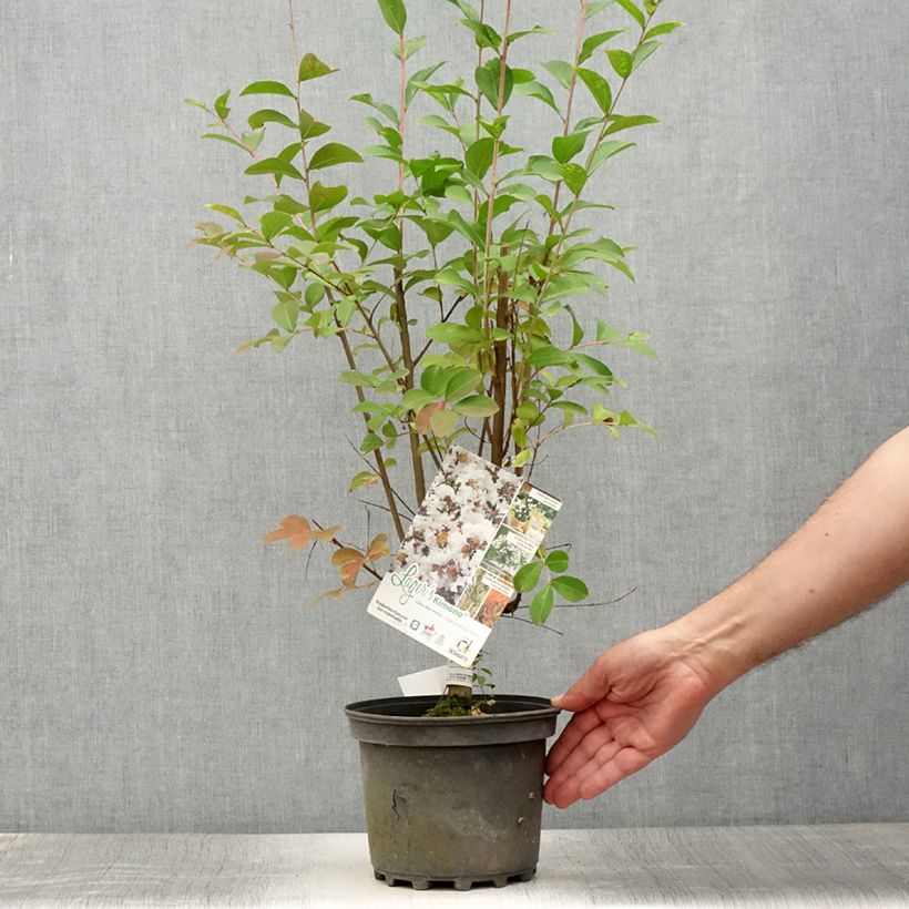Spécimen de Lagerstroemia indica Kimono - Lilas des Indes blanc Pot de 3L/4L tel que livré en été