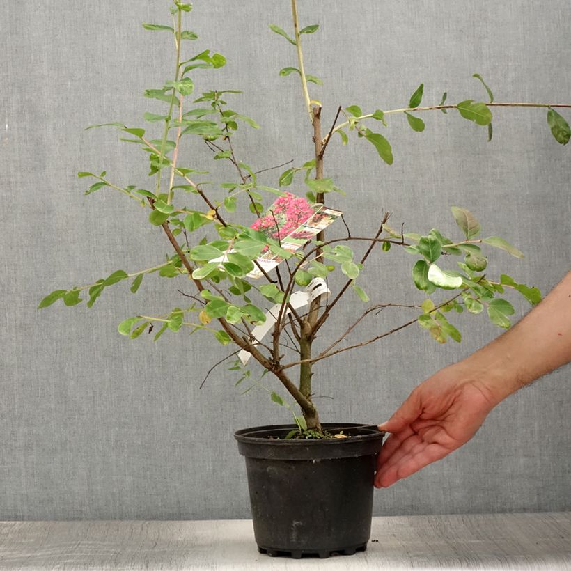 Spécimen de Lagerstroemia indica La Mousson - Lilas des Indes Pot de 3L/4L tel que livré en été