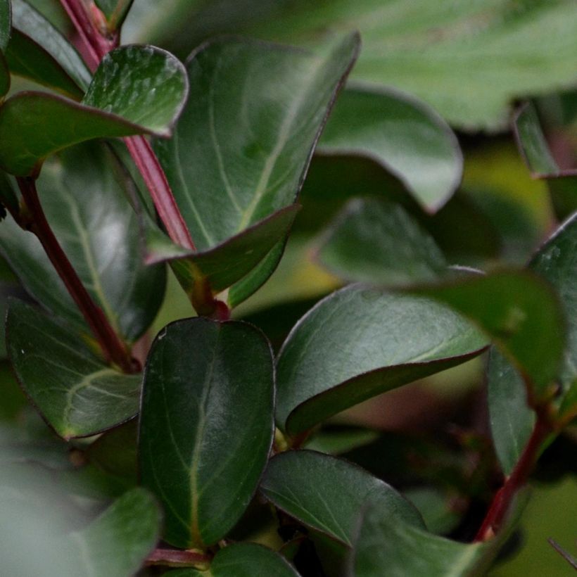 Lagerstroemia indica Mauve - Lilas des Indes (Feuillage)