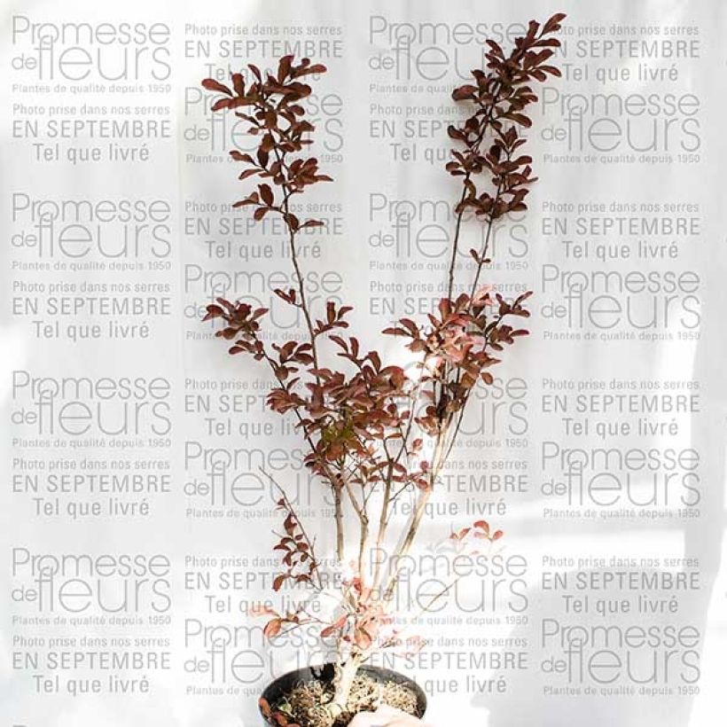Exemple de spécimen de Lagerstroemia indica Mauve - Lilas des Indes Pot de 2L/3L tel que livré