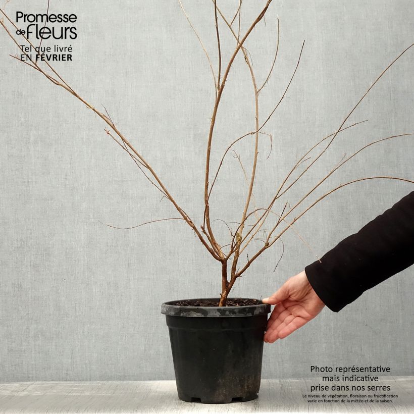 Spécimen de Lagerstroemia indica Nivea - Lilas des Indes Pot de 6L/7L tel que livré en hiver
