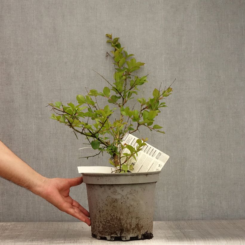 Spécimen de Lagerstroemia indica Pécharmant - Lilas des Indes Pot de 7,5L/10L tel que livré en été