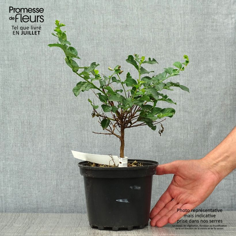 Spécimen de Lagerstroemia indica Petite Canaille mauve - Lilas des Indes mauve Pot de 3L/4L tel que livré en été