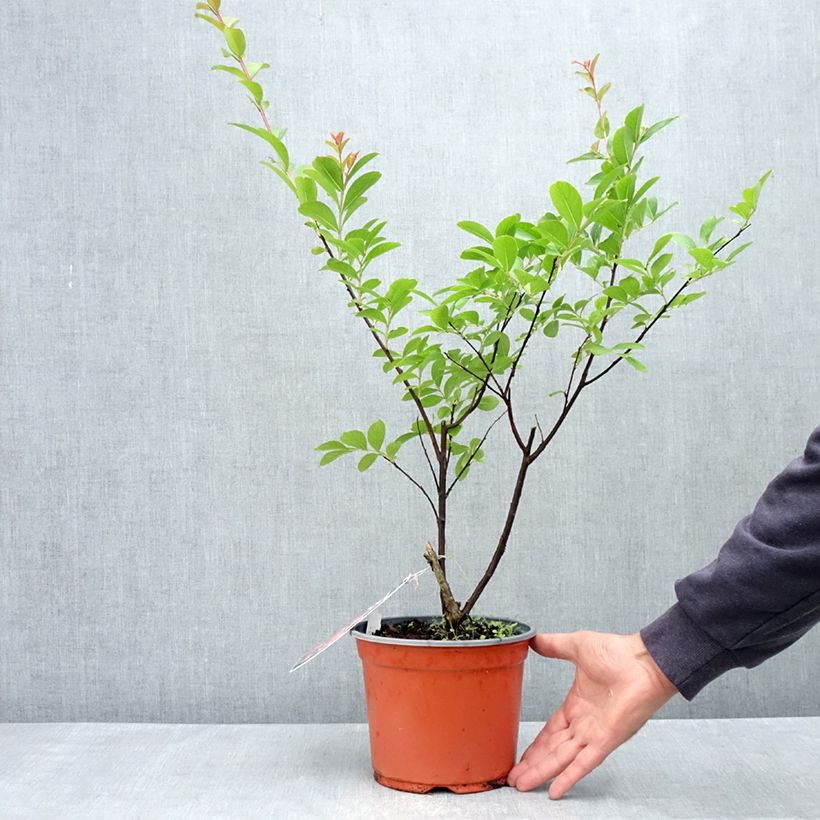 Spécimen de Lagerstroemia indica Pink Grand Sud - Lilas des Indes Pot de 3L/4L, Touffe tel que livré au printemps